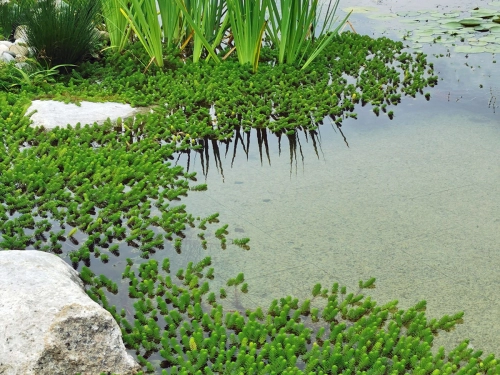 Tausendblatt und Iris im Teich